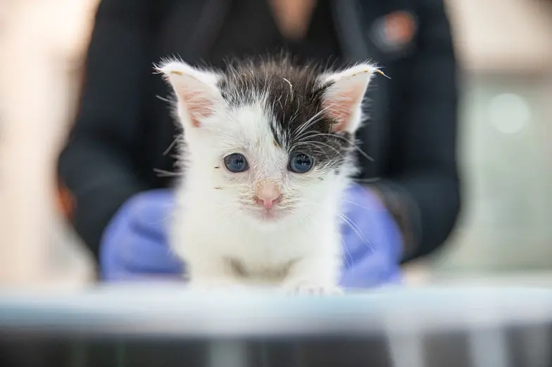 a small white and gray kitten is held by veterinarian wearing purple gloves