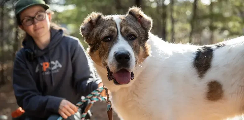 a behavior worker sits outdoors with a large leashed fluffy white and brown dog