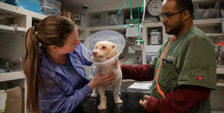 two medical staff at aspca tend to a small poodle type dog in the clinic