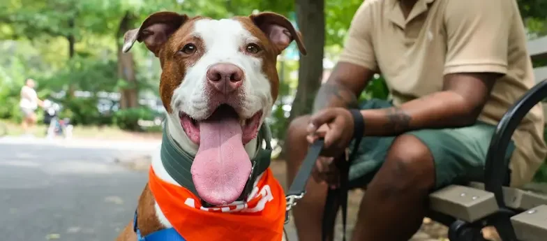 A man sits on a bench holding the leash of a smiling white and brown dog wearing an orange ASPCA bandanna