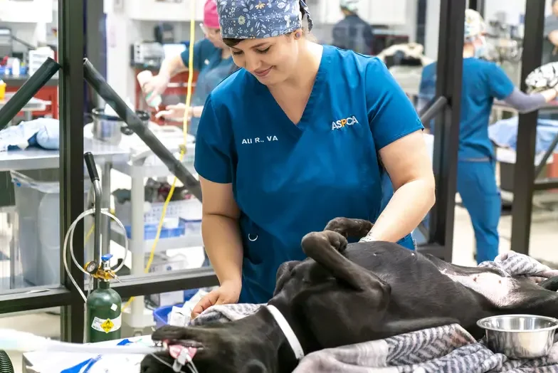 staff member prepping a dog for spay/neuter surgery