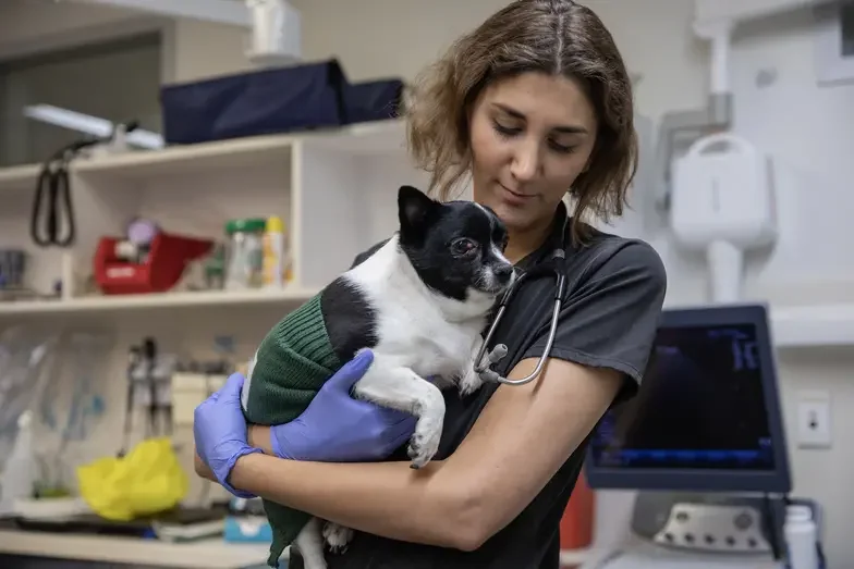 ASPCA staff member holding black and white dog