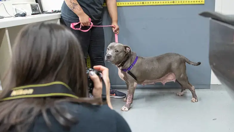 a gray pit type dog is photographed by a member of the forensics team
