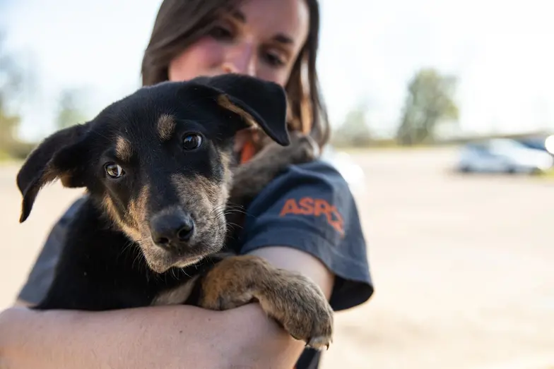 aspca staff holds a medium black and tan dog outdoors