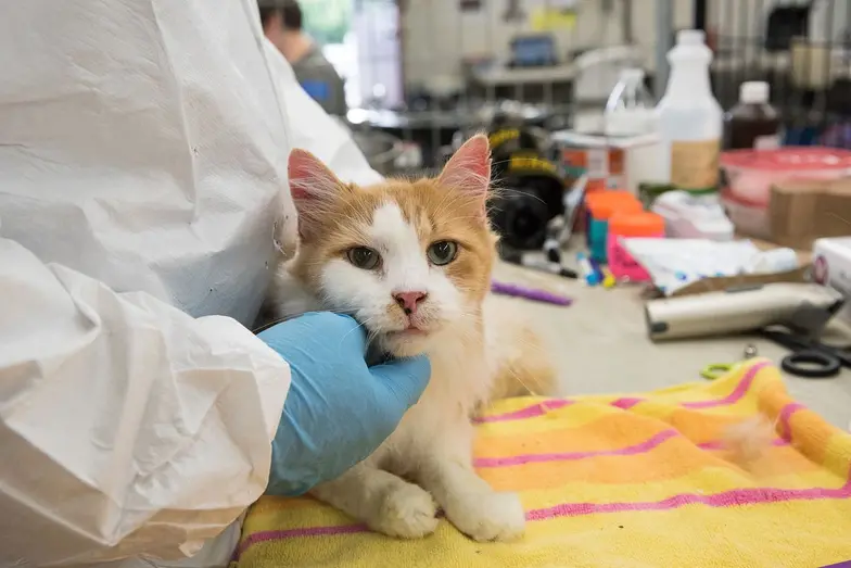 a tan and white cat is held in an exam room by a veterinarian wearing blue gloves