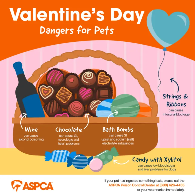a graphic shows a basket with wine, chocolates, bath bombs, and candies with each danger to pet listed