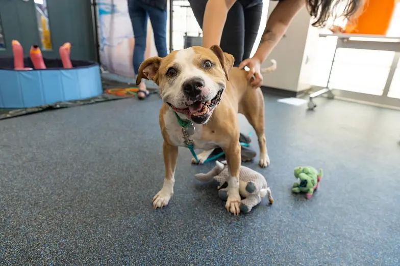 A medium sized tan and white pit type dog smiles indoors surrounded by toys