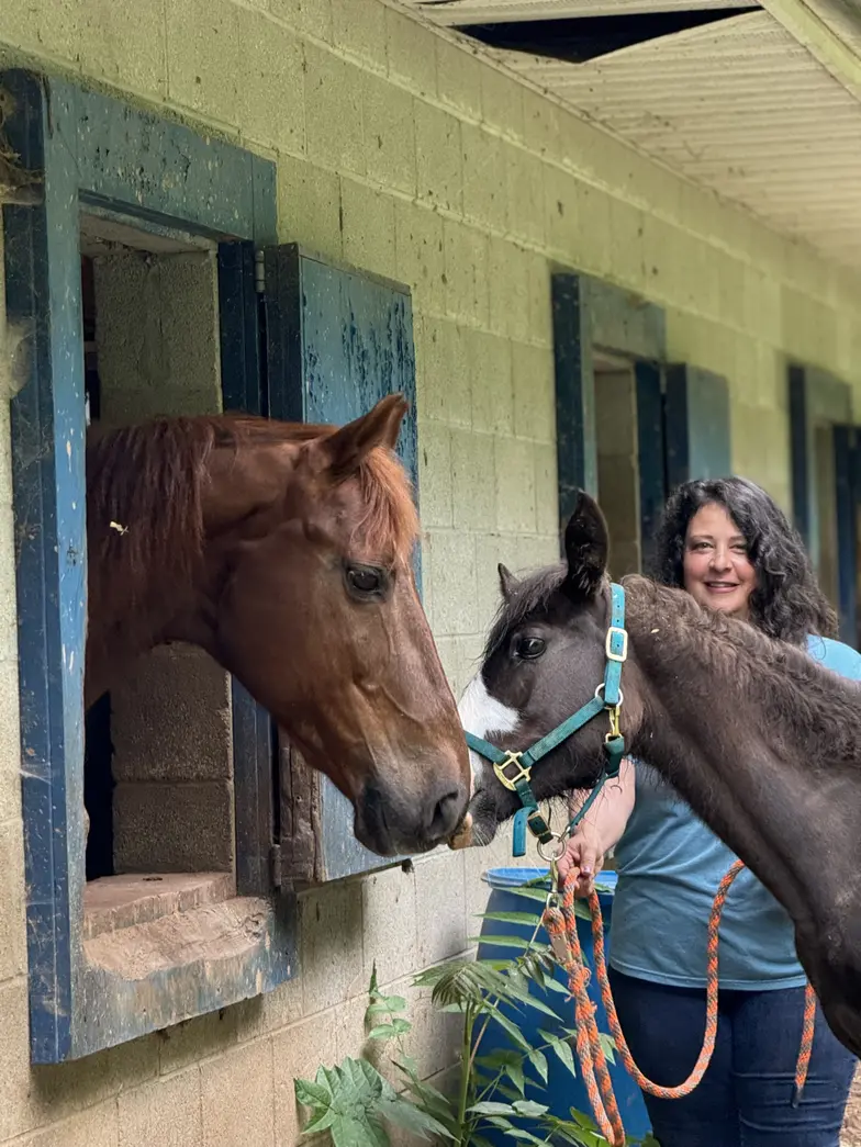 Woman standing behind two brown horses