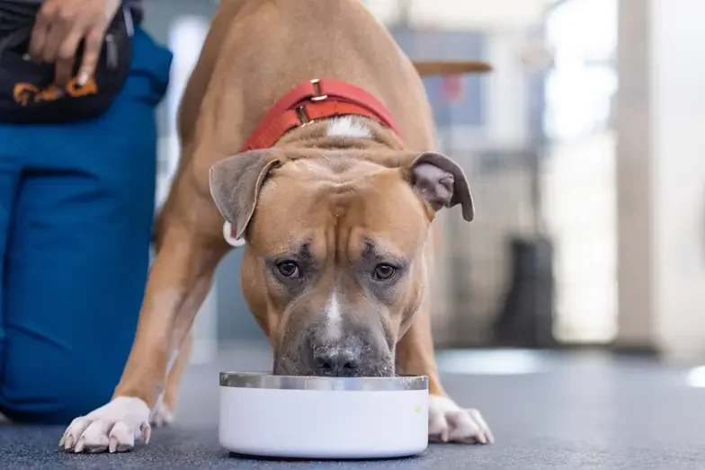 Brown dog eating from bowl on the ground