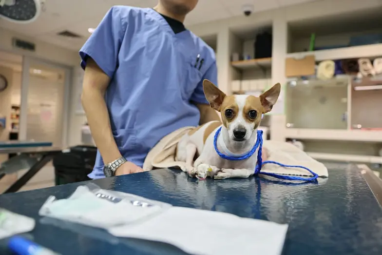 dog in exam room