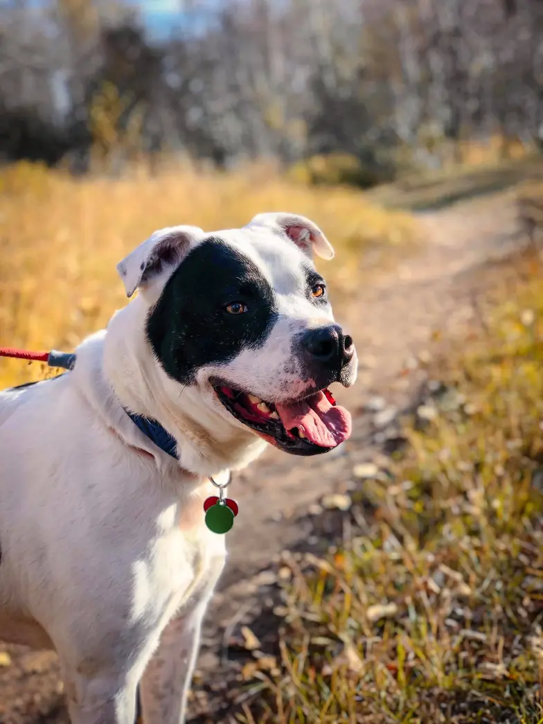 White and black dog outside