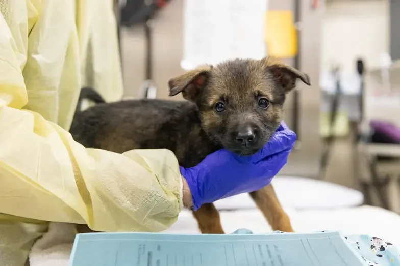 person in yellow scrubs holding a black puppy on an exam table
