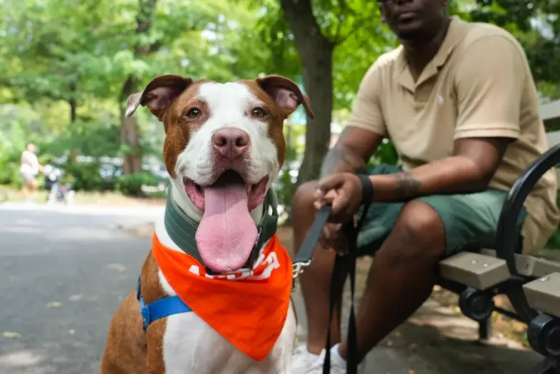 Dog sitting outside next to a man on a bench