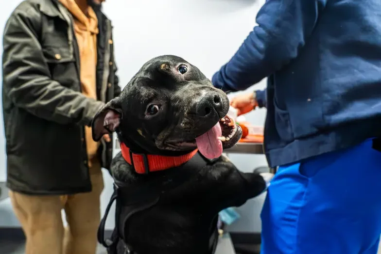 Black dog standing on hind legs looking a camera with tongue out