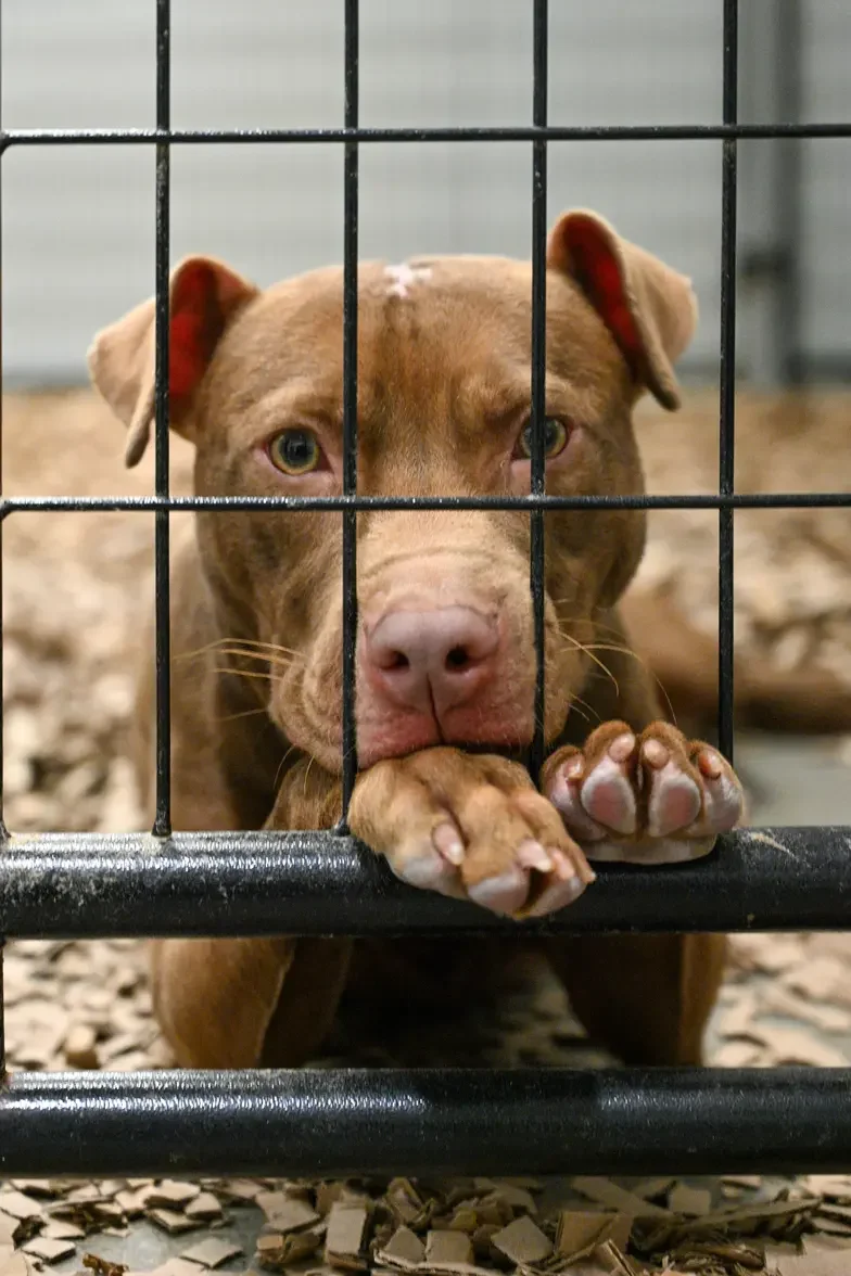 large brown dog behind kennel bars