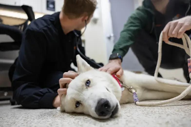 Medical staff checking vitals of a white dog on the floor