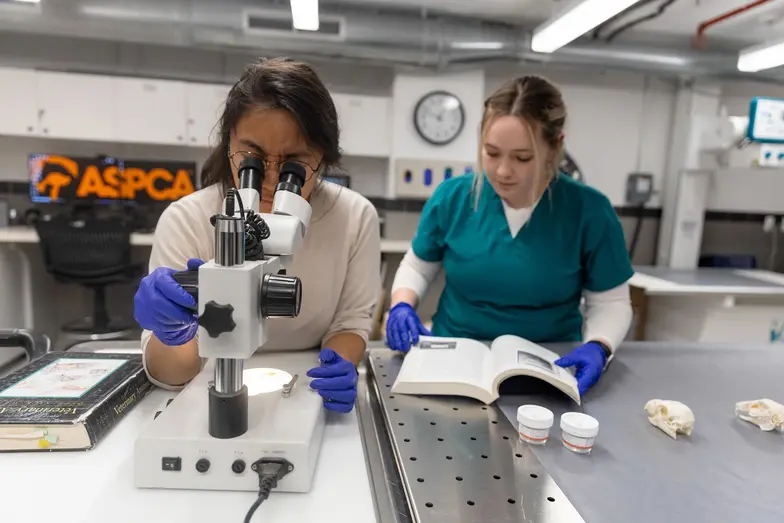 ASPCA Staff looking through a microscope