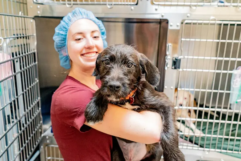 Medical staff holding large brown dog
