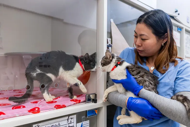 ASPCA staff holding cat next to a different cat in an enclosure