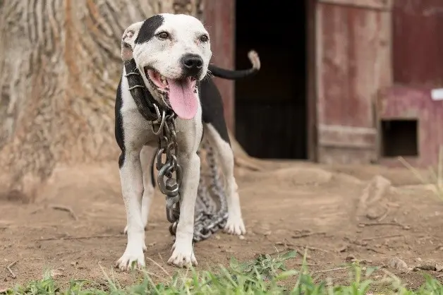 Chained dog
