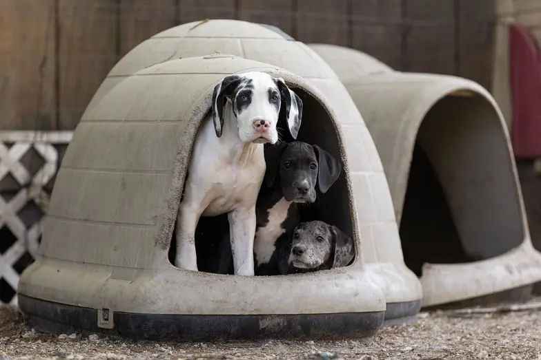 3 black and white dogs peak out of an outdoor dog house