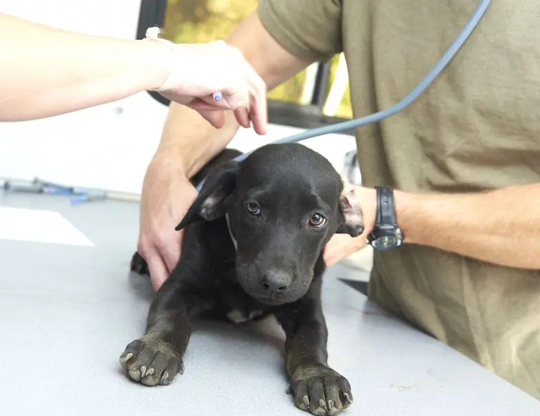 small black puppy being examined