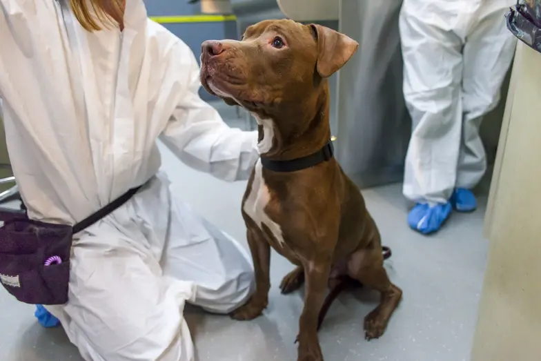 Dog in a vet clinic