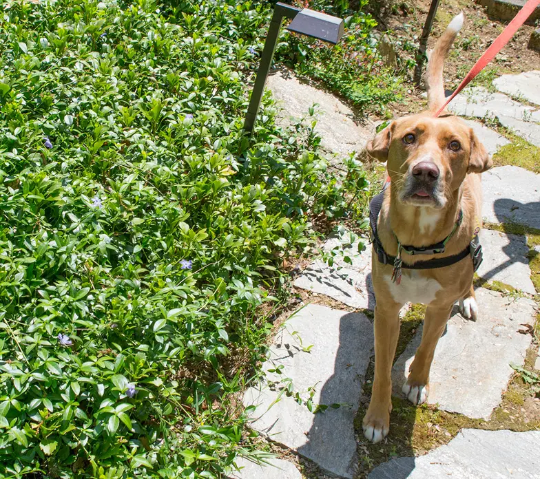 dog sitting outdoors near bush