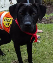 a dog wearing a vest that says, "Adopt me".