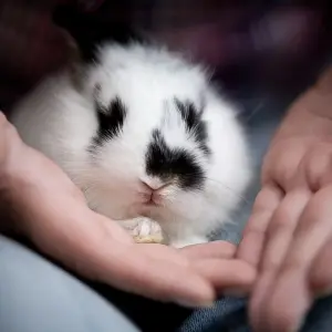 black and white rabbit held in hands