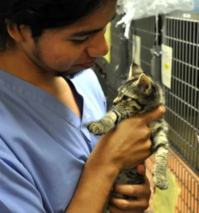 vet smiles at kitten he is holding