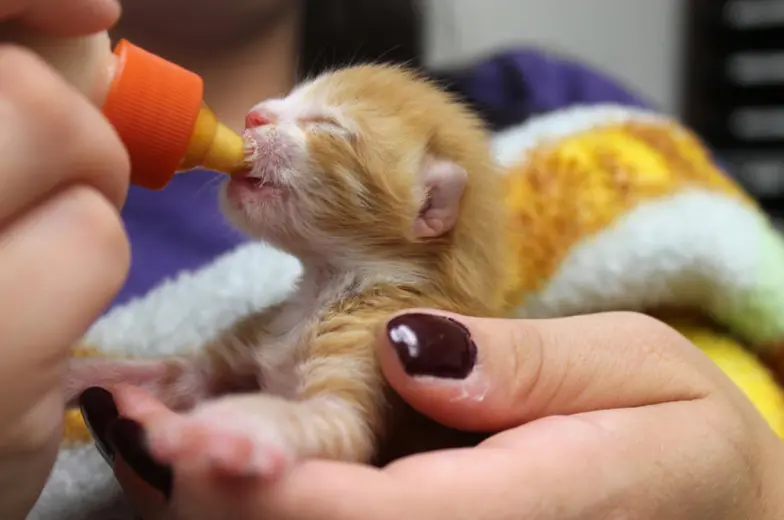 newborn kitten being bottle fed