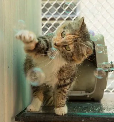 Cat Enrichment Project for Kids: DIY Treat Toy Puzzle