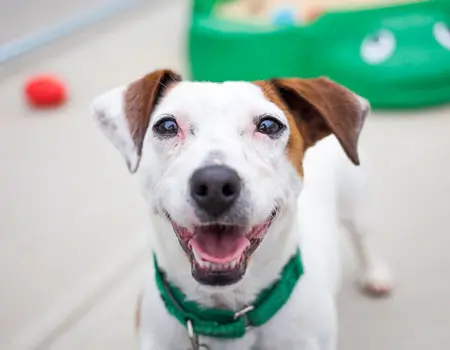 brown and white dog smiles at camera