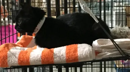 black cat lays down in enclosure