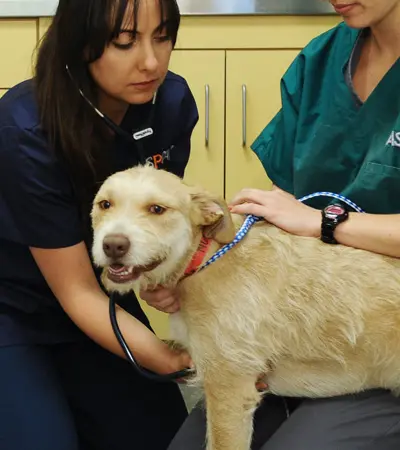 yellow dog has heart rate checked by vet staff