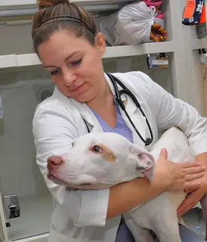 white pit mix in veterinarian's arms