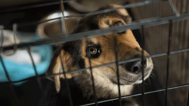 dog in kennel looking at camera with big eyes