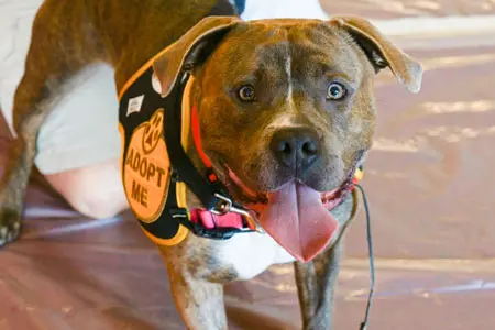 brown and white pit mix looks happily at camera wearing adopt me vest