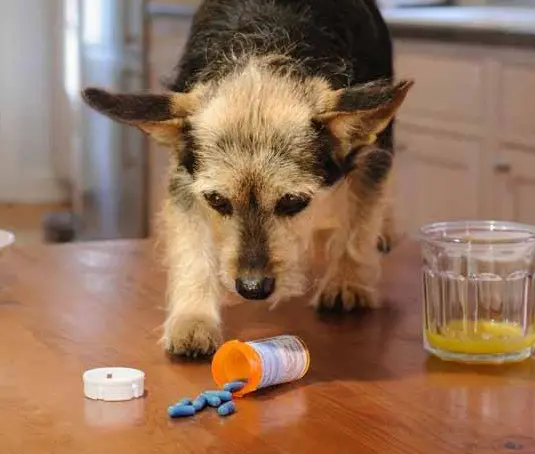 dog sniffs medication left on a table