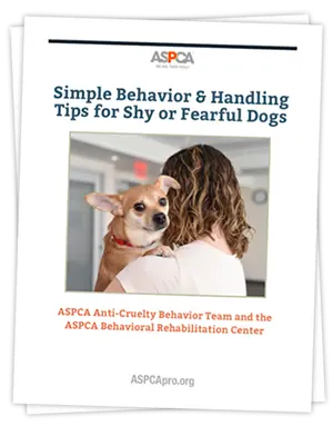shy and fearful dogs brochure cover
