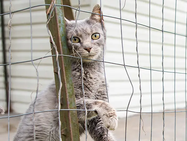 Cat behind a wire fence