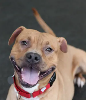 happy brown dog smiles to camera