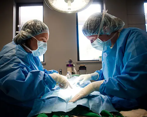 two surgeons leaning over spay patient