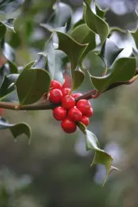 holly plant