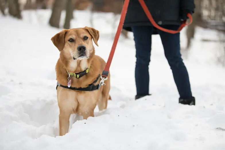 Keep Your Pets Safe On All Clinic Surfaces: Buy Now!