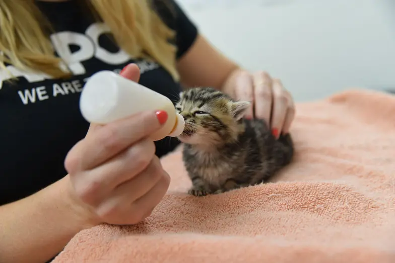 Essential Tips for Newborn Kitten Care - Ensuring the Best Start in Life