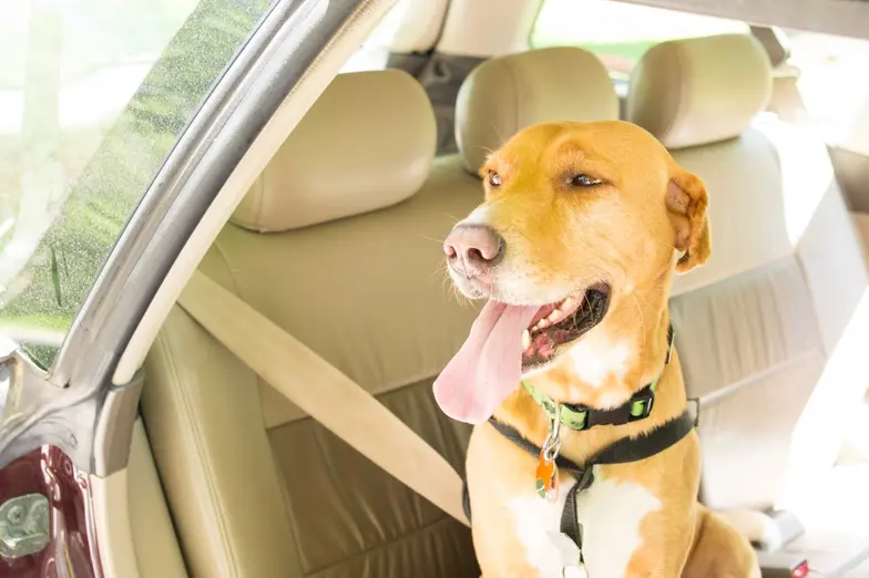 blond dog in car waiting for spay appointment with tongue out