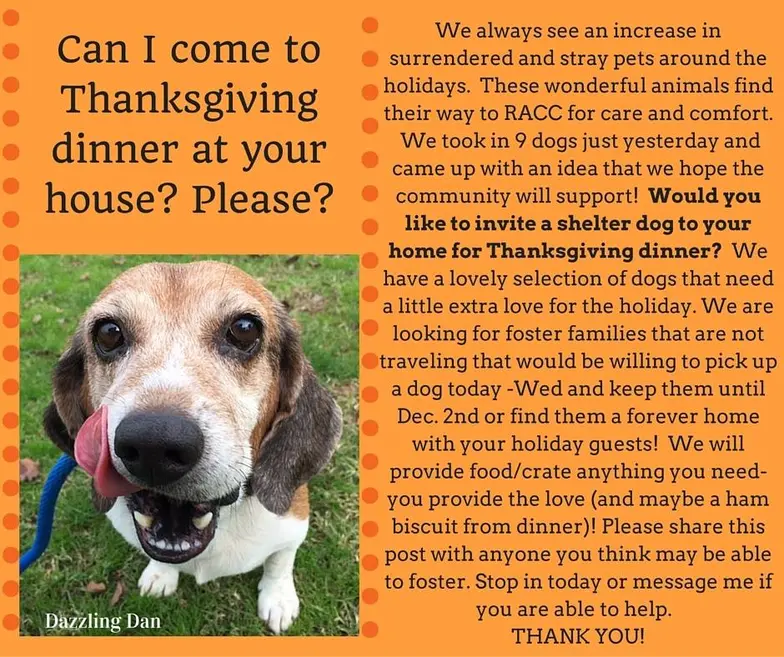 senior beagle licking her chops in thanksgiving visit shelter promo flyer