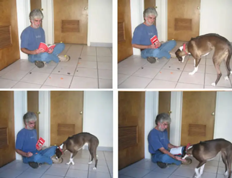 6 Tips For Winning Over Shy Dogs | Aspcapro